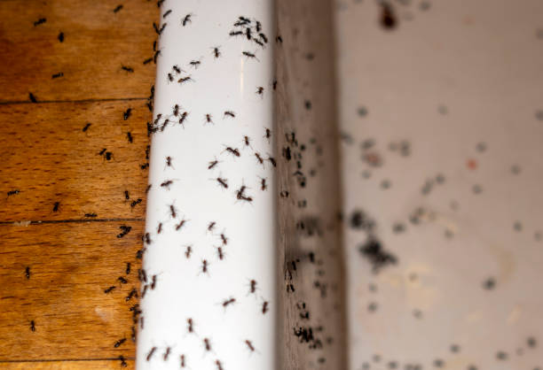 Reliable Washington Park, FL Pest Control Solutions